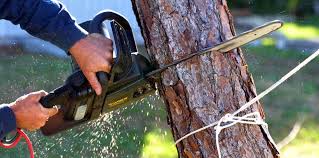 How Our Tree Care Process Works  in Cabot, AR